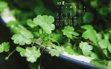 12月的计划工作计划5篇