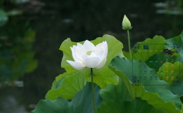 6月的心得模板7篇