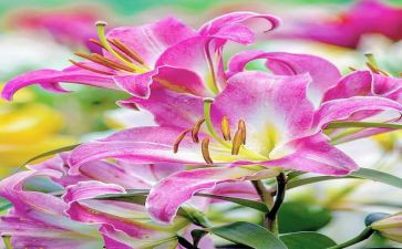 百合花读后感参考7篇