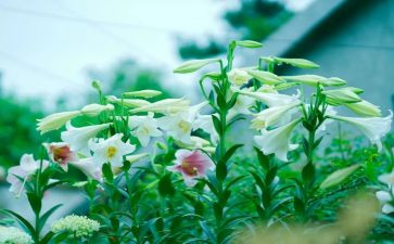 百合花读后感5篇
