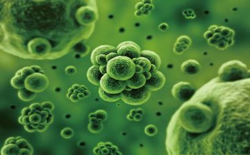 表里的生物教学反思5篇