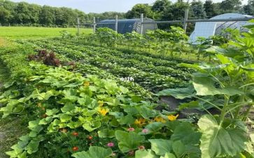 宝宝爱蔬菜教案5篇