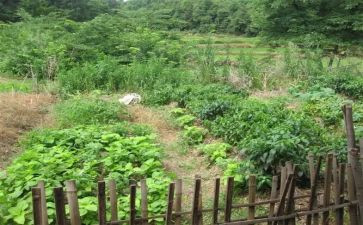 鲁菜培训计划6篇
