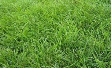草小班教案反思精选8篇