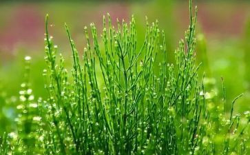 幼儿古诗草小班教案5篇
