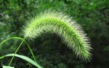 《小草》读后感优质6篇