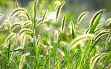 草房子读后感精选8篇