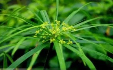 春天的草小班科学教案5篇