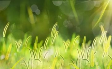 春天的草小班教案8篇