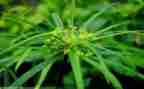 春天的草小班科学教案5篇