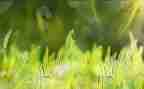 春天的草小班教案8篇