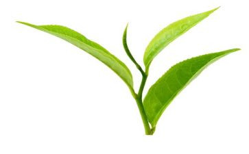 茶活动上的领导讲话稿精选8篇