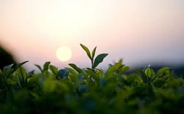 三分钟关于茶的演讲稿优秀7篇