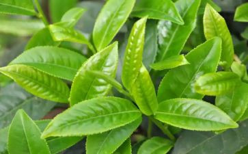 三分钟关于茶的演讲稿8篇