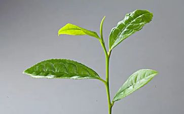 茶楼班工作总结7篇