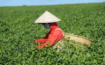 茶中班语言教案通用8篇
