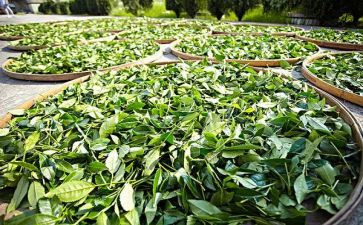茶培训总结参考8篇