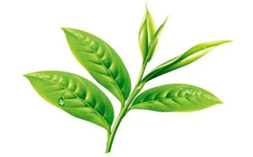 茶中班语言教案推荐5篇