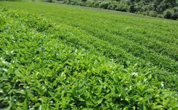 关于茶主题活动方案7篇