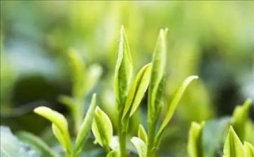 奶茶调查报告6篇