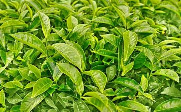 销售茶工作总结通用8篇
