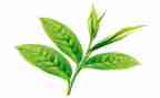 茶中班语言教案推荐5篇