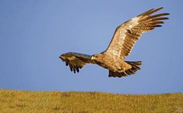 天使雕像的读后感7篇