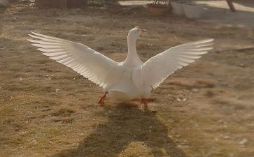 四年级牛和鹅教案模板5篇