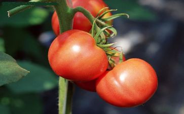 小番茄的作文精选7篇