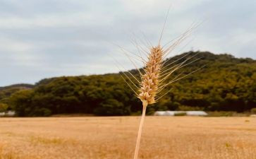 丰收的季节作文通用5篇