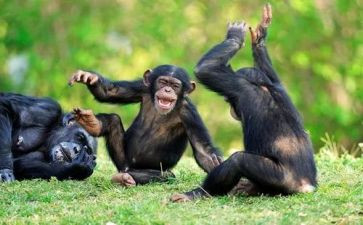 搞笑版的作文精选8篇