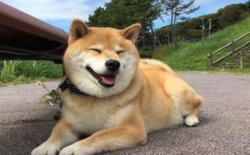我和狗狗作文7篇