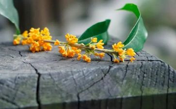 秋天的桂花作文7篇