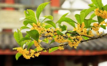 桂花树优秀作文参考5篇
