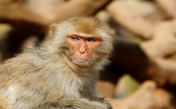 云猴调查报告优秀6篇