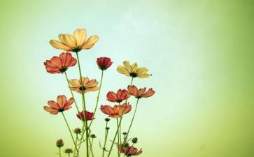 与花有关美术教案通用7篇