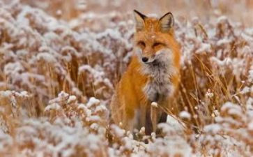 狐狸云读后感优秀8篇