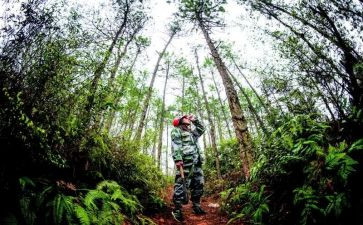 护林员年度总结报告5篇