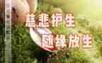 保护生态环境的讲话稿7篇
