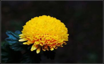 菊花开的读后感6篇