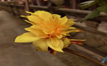 雏菊花作文600字7篇