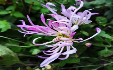 菊花的演讲稿8篇