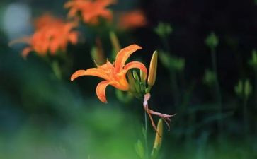 老师您辛苦演讲稿8篇