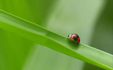 中班昆虫教案8篇