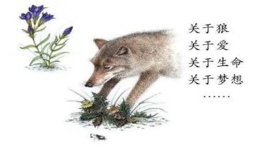 狼王梦读后感700字5篇