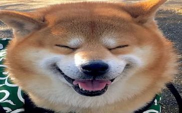 合合乐教案反思7篇