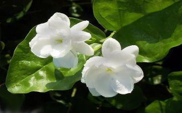 有茉莉花作文最新8篇