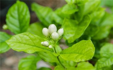 音乐茉莉花教案5篇