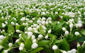 有茉莉花作文模板6篇