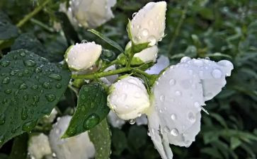 音乐茉莉花教案6篇
